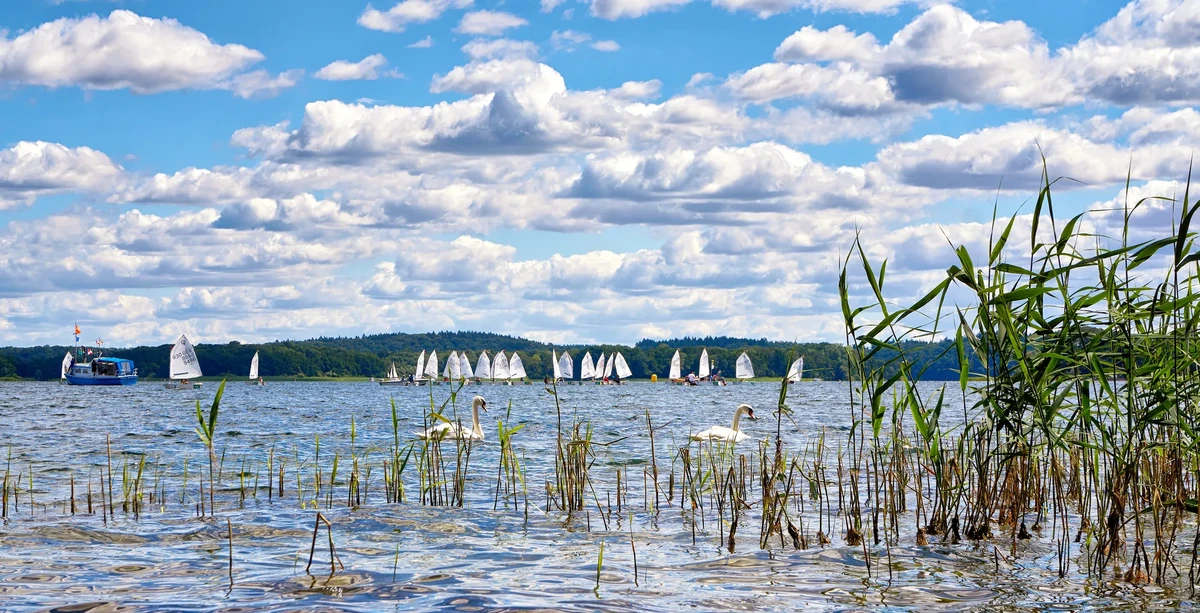 Swans and sailing yacht races on the Schwerin lake. Mecklenburg-Vorpommern, Germany